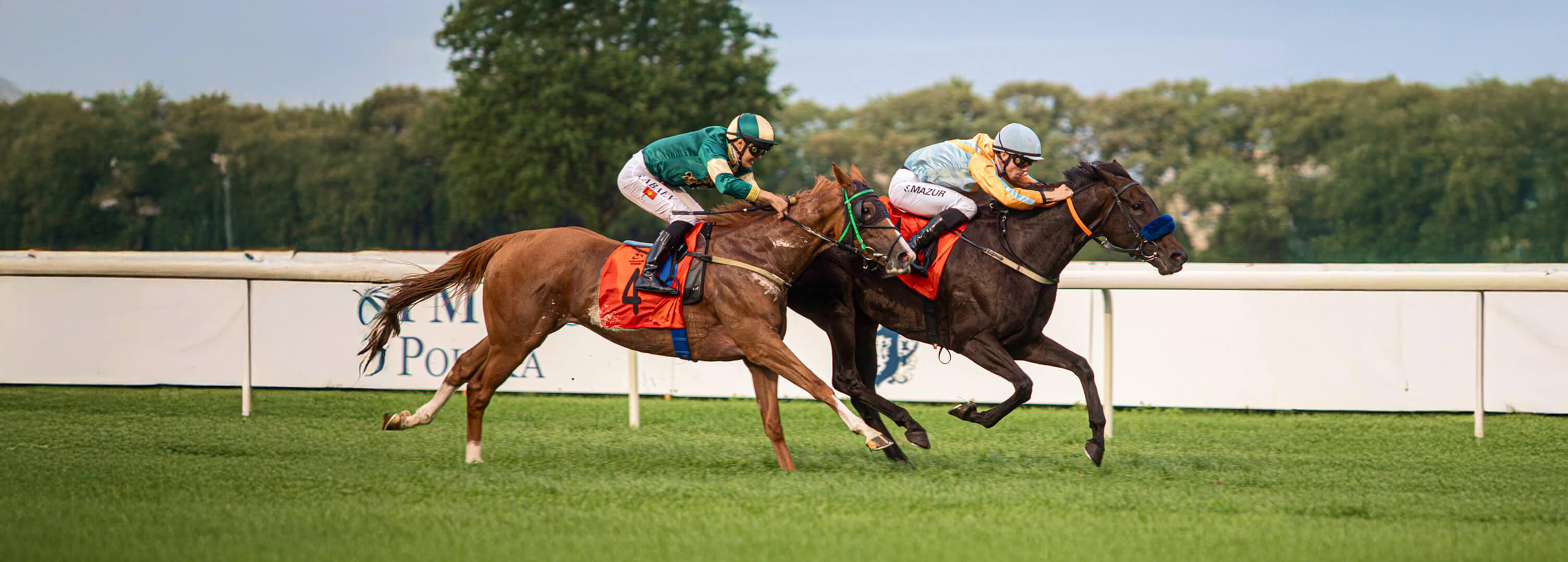 Header for horses